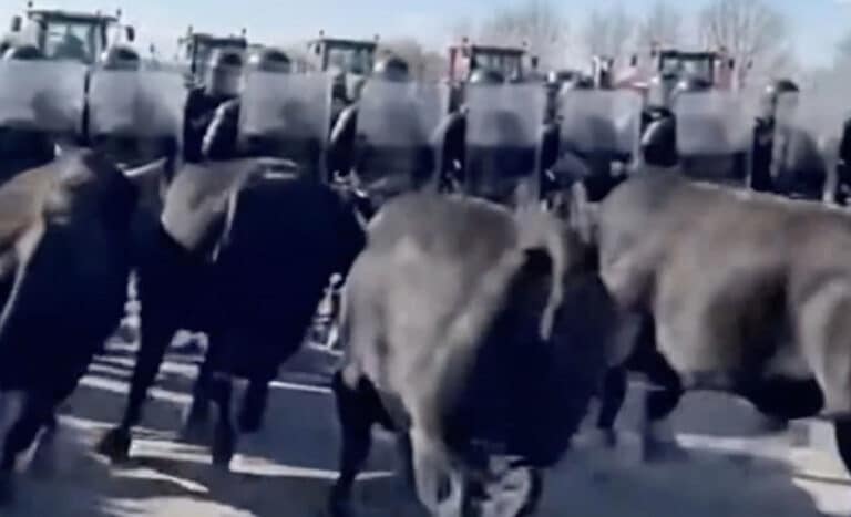 Γάλλοι αγρότες εξαπολύουν ταύρους εναντίον πάνοπλων αστυνομικών και κοπριά σε περιπολικά