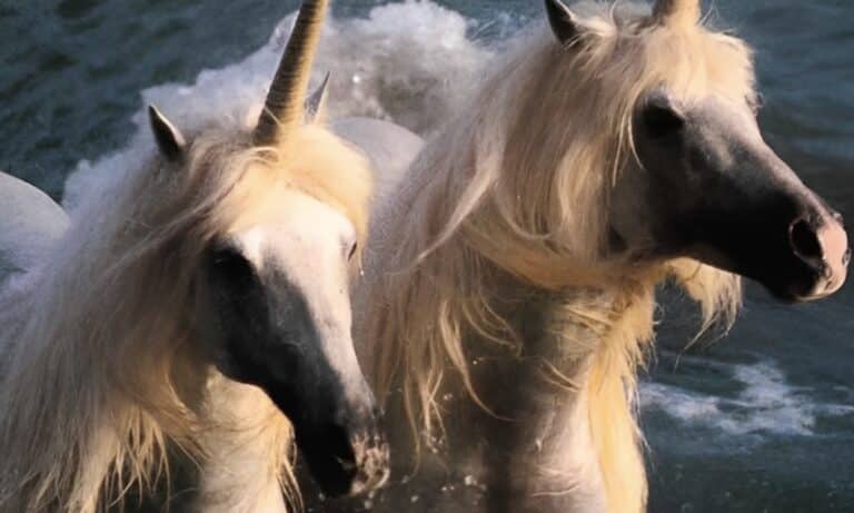 Σπάνιοι σαν… μονόκεροι: Ποιο ζώδιο είναι το πιο σπάνιο και ποιο παντού γύρω σου