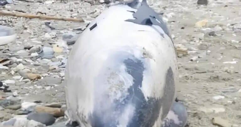 Βόλος: Νεκρό δελφίνι εντοπίστηκε στα Πλατανίδια – Ήταν δεμένο το ρύγχος του