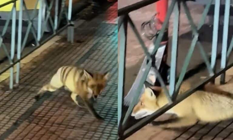 Αλεπού έκανε βόλτες στο Κολωνάκι – Τρομοκρατημένο το ζωάκι από τα φώτα των αυτοκινήτων