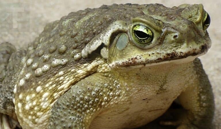 Γιατί εμφανίζεται ένας βάτραχος στο σπίτι σας και τι μπορεί να υποδηλώνει η παρουσία του;