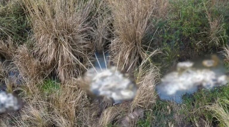 Δεκάδες νεκρά πρόβατα στον ποταμό – Έκτακτη σύσκεψη