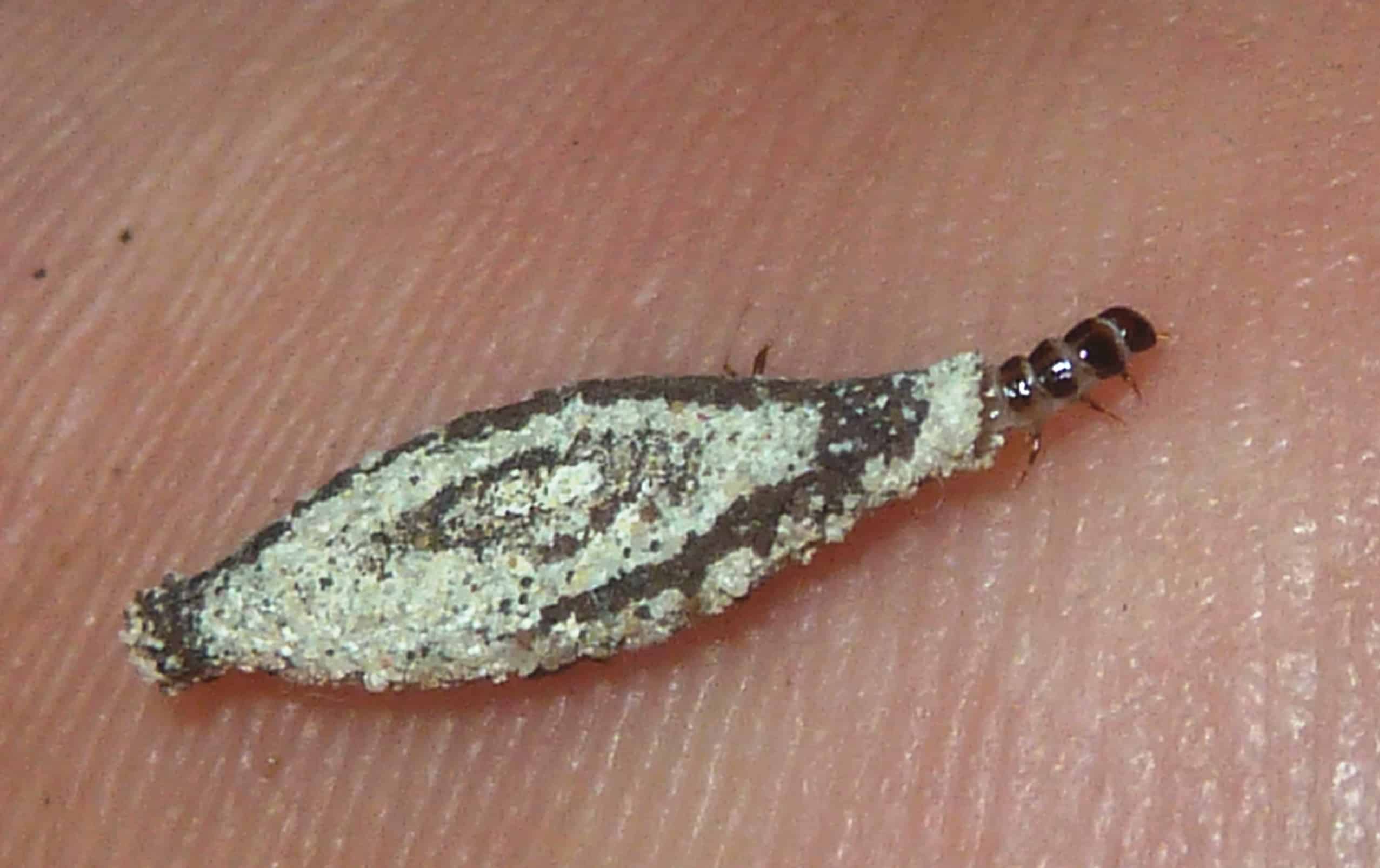 tinea pellionella larwe pretoria f