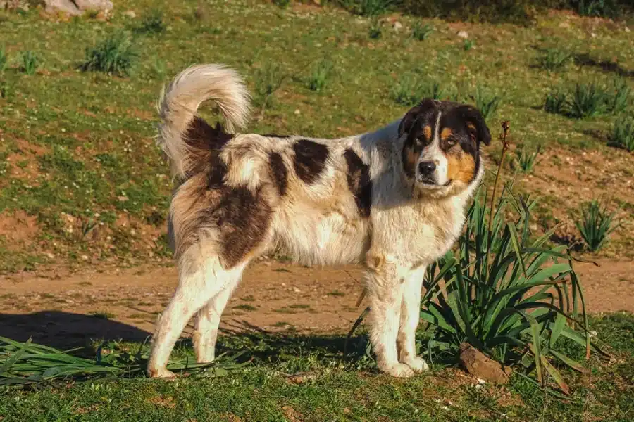 Πέθανε το αφεντικό του και ο σκύλος δεν άφηνε κανέναν να μπει στο σπίτι 1 tsopanoskylo xrm 900x600 1