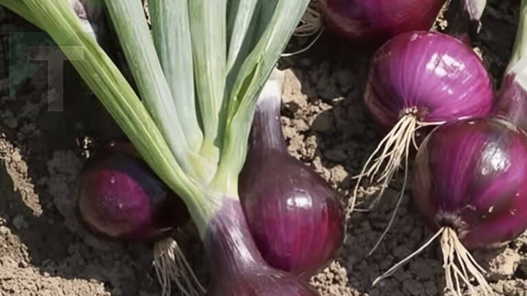 Κρεμμύδια: Ποια είναι τα οφέλη τους;