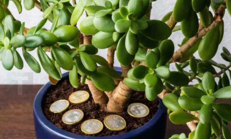 Αυτό το φυτό προσελκύει τύχη και πλούτο στο σπίτι μας: Δείτε πώς να το τοποθετήσετε σωστά