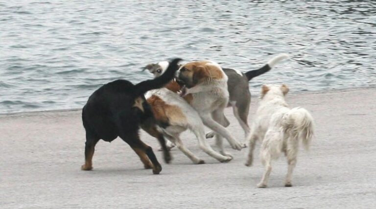 Την κατασπάραξαν: Αυτή είναι η άτυχη 17χρονη μαθήτρια που της επιτέθηκε αγέλη σκύλων στην γειτονιά της