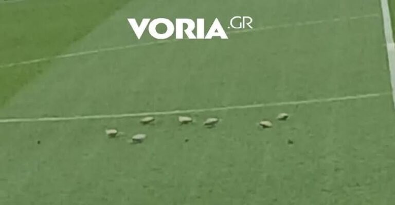 Επτά περιστέρια προσγειώθηκαν στην Τούμπα – Ένα απροσδόκητο περιστατικό λίγο πριν από το ΠΑΟΚ – Πανσερραϊκός