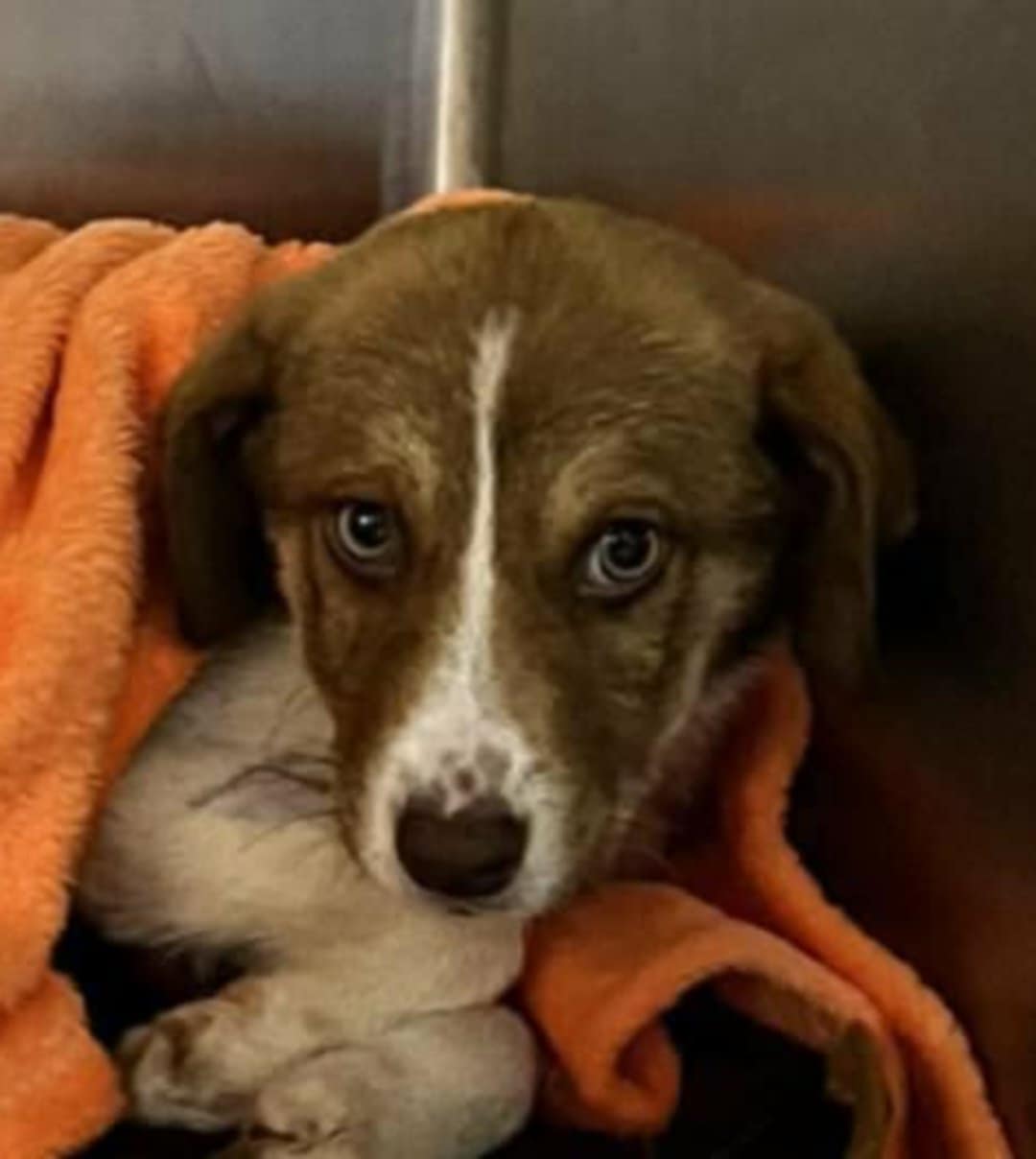 620066663 10237426005863272 6617564311492666992 n