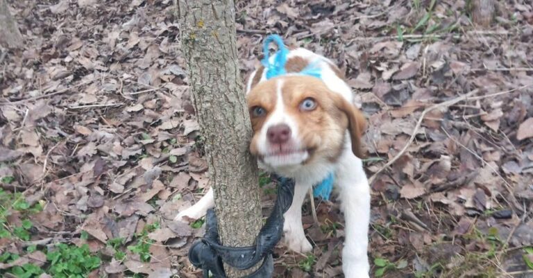 Νέα κτηνωδία σοκ στη χώρα μας – Κακοποίnσαν σeξουαλικά κουτάβι και το παράτησαν δεμένο σε δέντρο