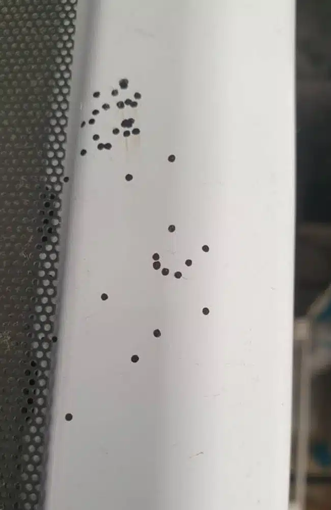 824b88e467c40096c2dd5ad3dc1eb03a