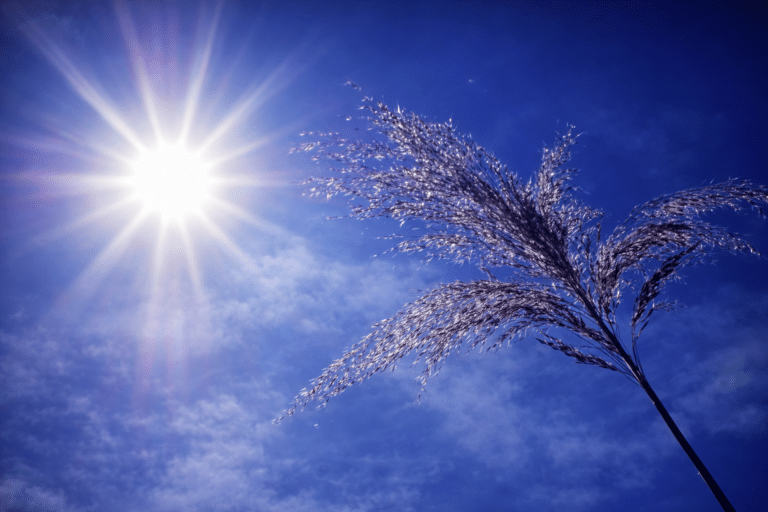 Καιρός: Έρχονται Αλκυονίδες; O υποτροπικός αεροχείμαρρος φέρνει την άνοιξη μέσα στο χειμώνα