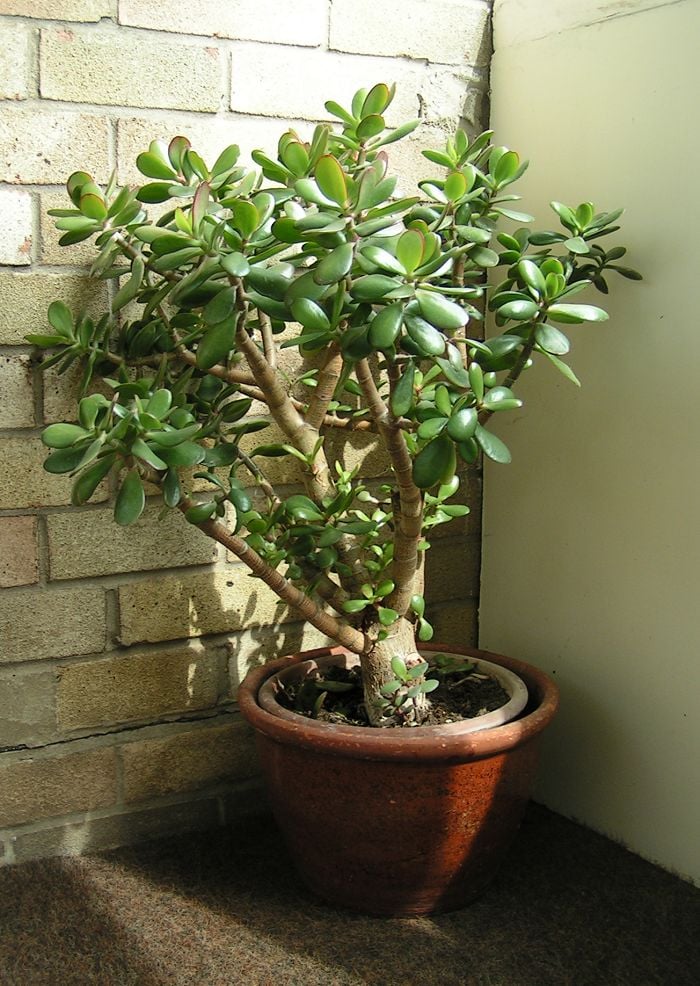 crassula ovata 700
