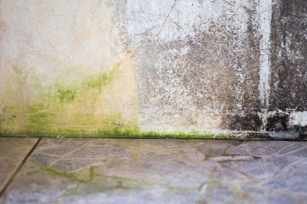 en sciana porazona przez glony i grzyby