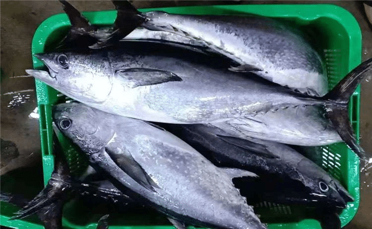 frozen longtail tuna44515023831 antigrafo