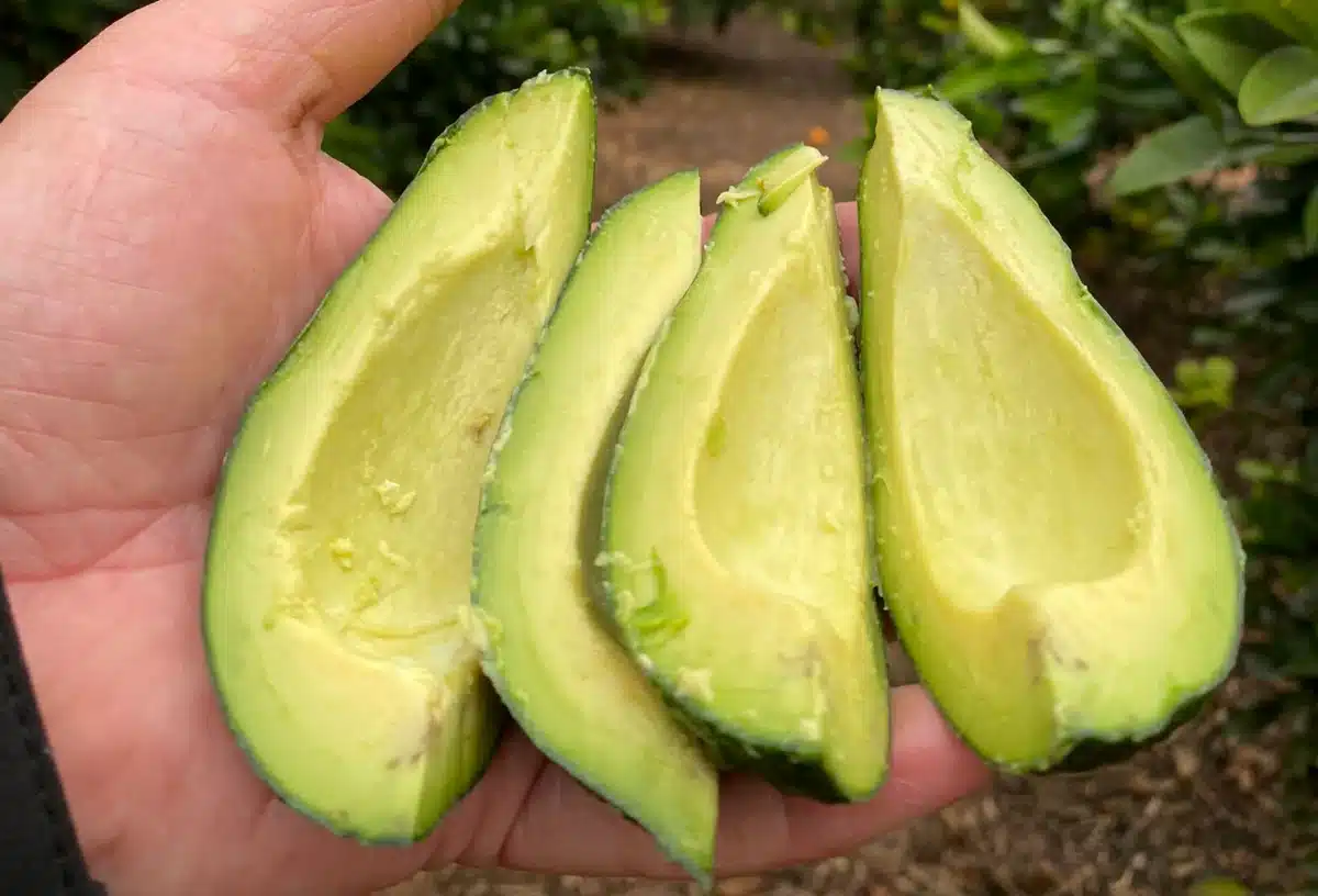 imagenes articulo aguacate bacon 1