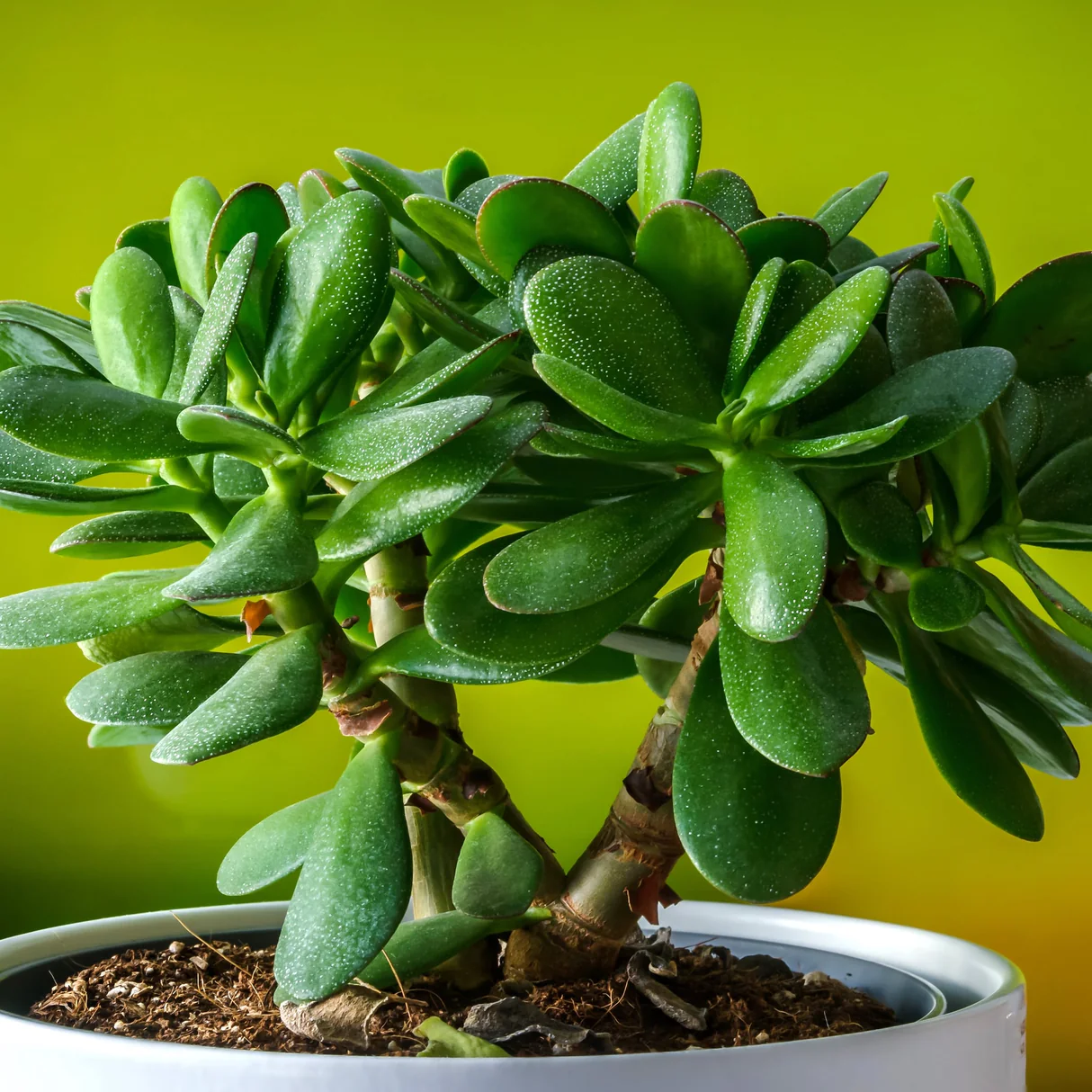 jade crassula ovata 1 min