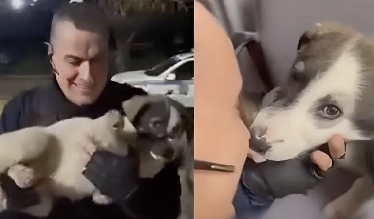 Μενίδι: Αστυνομικός έσωσε κουτάβι που χτυπήθηκε από ΙΧ – Το μετέφερε στο ΑΤ και έγινε η… μασκότ του