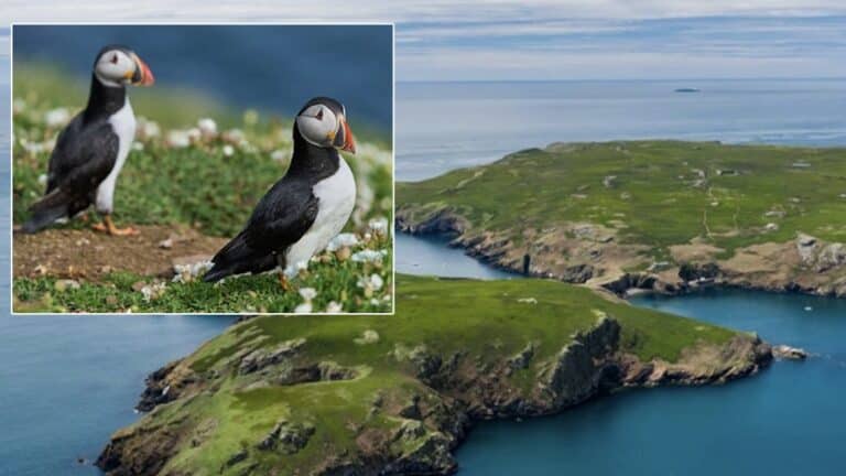 Ζητούνται εθελοντές να ζήσουν σε απομονωμένο νησί για 3 μήνες… μετρώντας θαλάσσιους παπαγάλους