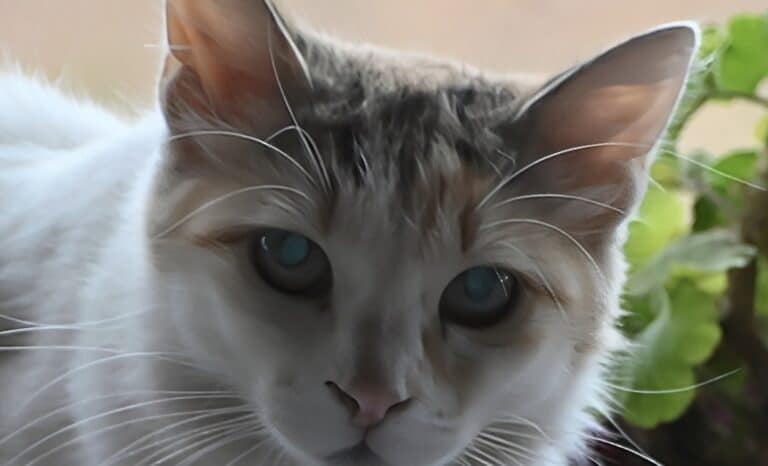 Θεσσαλονίκη: Έκοψε το αυτί του συντρόφου της γιατί επιτέθηκε στη γάτα – «Δεν δέχομαι βία στο ζώο»