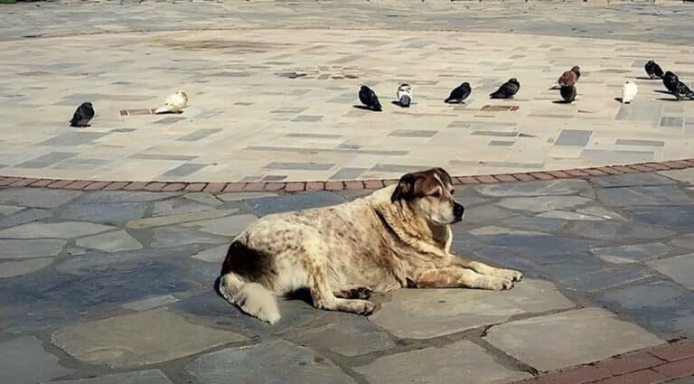 Η Χαλκίδα θα φτιάξει άγαλμα για τον Τάσο που ένωσε μια ολόκληρη πόλη.
