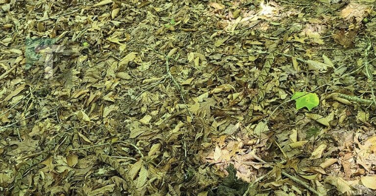 Αυτή η φωτογραφία με 3 καμουφλαρισμένα φίδια μπερδεύει όποιον τη βλέπει