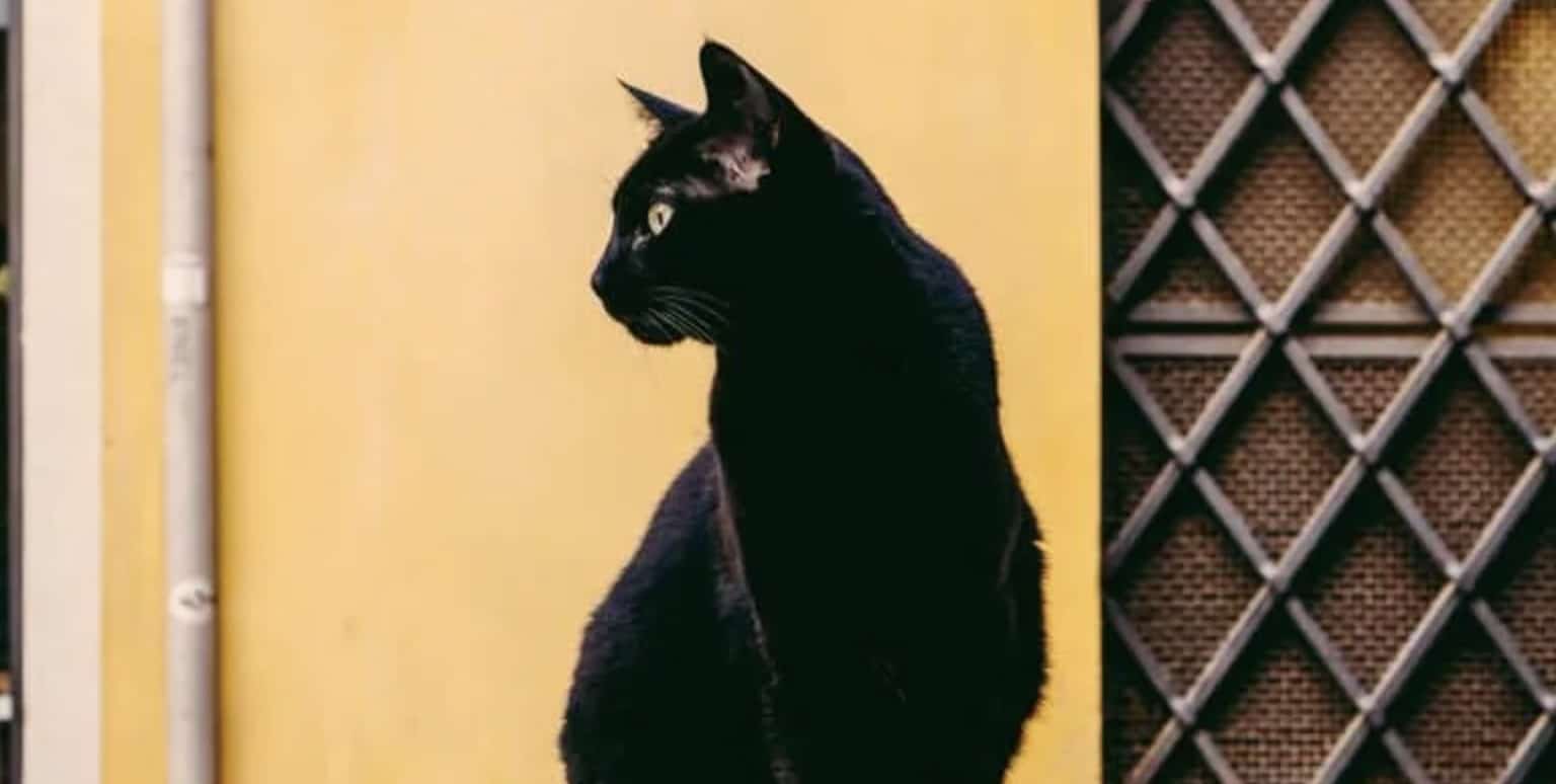 13 λόγοι που η Παρασκευή και 13 θεωρείται γρουσούζικη μέρα παγκοσμίως 3 stigmiotypo othonis 2026 02 13 01.21.32