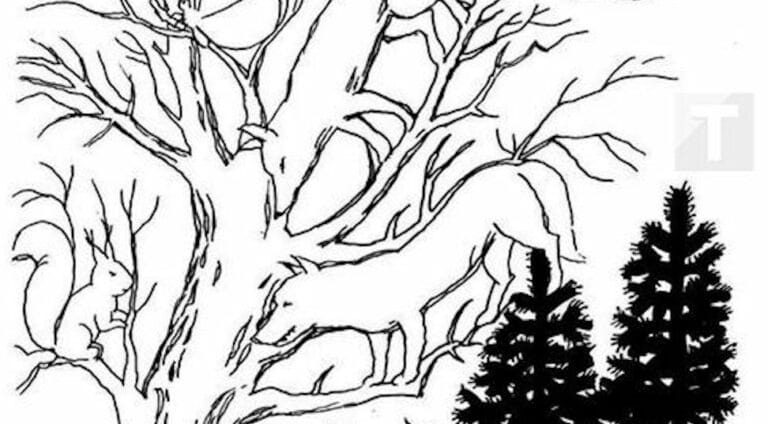 Μπορείτε να εντοπίσετε τα κρυμμένα ζώα;