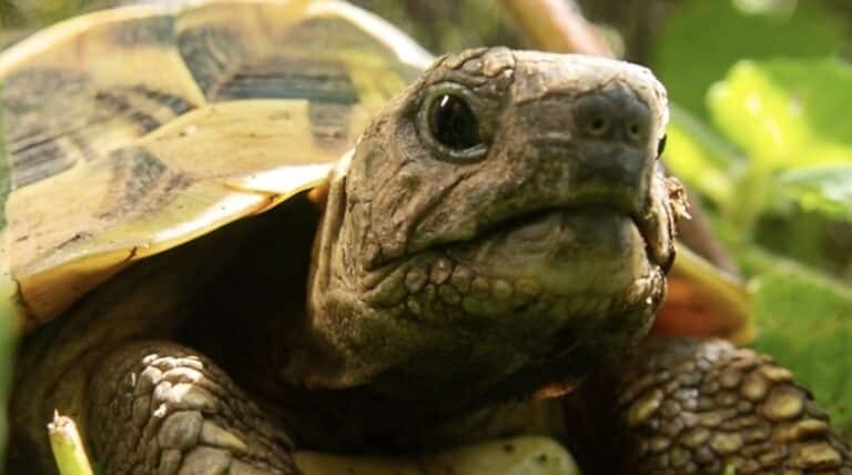 Σοκάρει αυτό που συμβαίνει με τις χελώνες σε νησί της Μεγάλης Πρέσπας