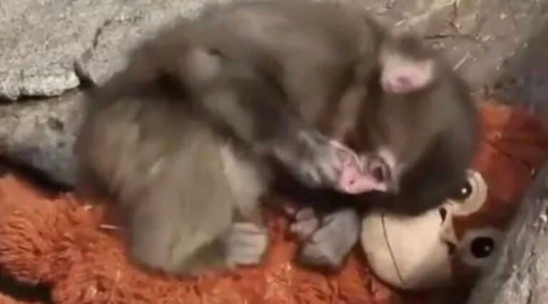 Ραγίζει καρδιές το βίντεο με μωρό μαϊμουδάκι:  Το εγκατέλειψε η μητέρα του και αγκαλιάζει ένα λούτρινο
