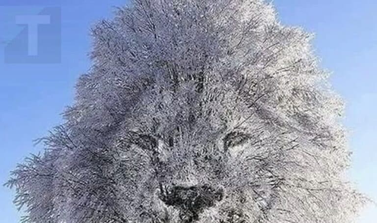 Η οπτική ψευδαίσθηση αποκαλύπτει αν είσαι «εσωστρεφής» ή «δυναμικός» ανάλογα με το τι βλέπεις