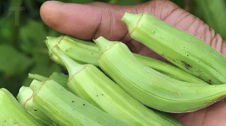 10 εκπληκτικά οφέλη από την κατανάλωση μπάμιας για την υγεία σας