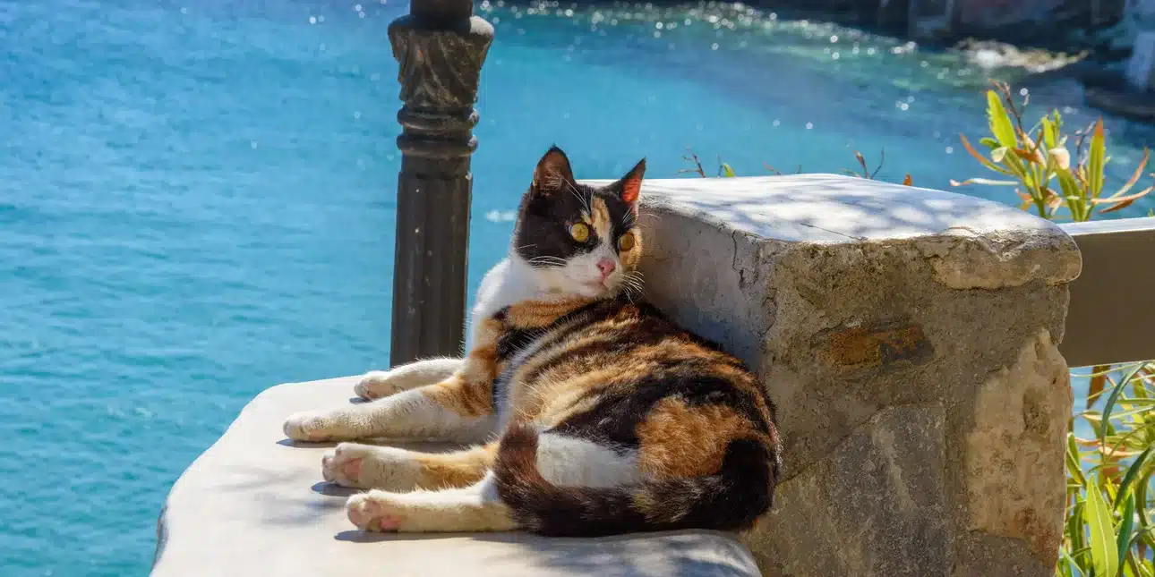 syros cats.jpg