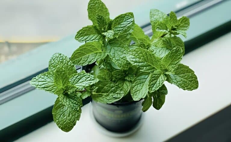 Τα φυτά που προστατεύουν το σπίτι σας από παράσιτα