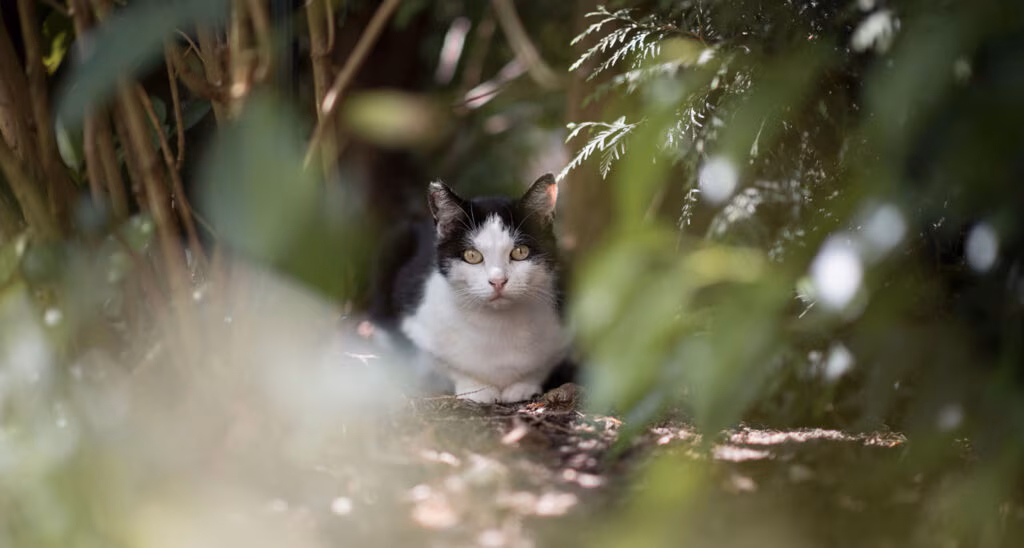 202503bec lost cat2 1024x548 1