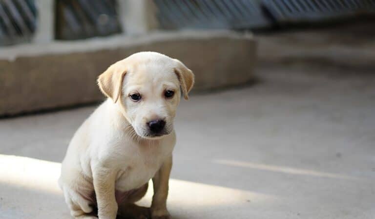 Ασπροβάλτα: 65.300 ευρώ σε άνδρα που εγκατέλειψε κουτάβια