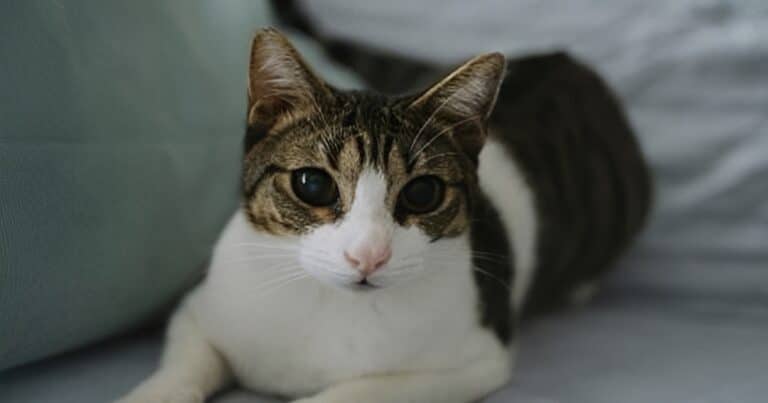 Αδιανόητη κτηνωδία: Σκότωσαν 20 γάτες και άλλες 10 έχουν εξαφανιστεί