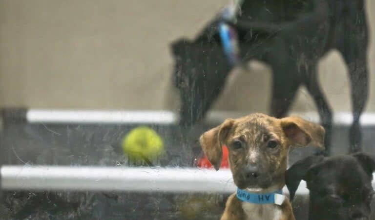 Ετοιμάζεται ειδική πτήση για τους 50 Έλληνες που θέλουν να επαναπατριστούν με τα κατοικίδιά τους από το Ντουμπάι