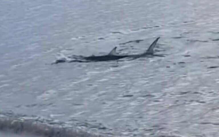 Αναστάτωση στο Καβούρι – Μεγάλο καρχαριοειδές κολυμπούσε κοντά στην ακτή