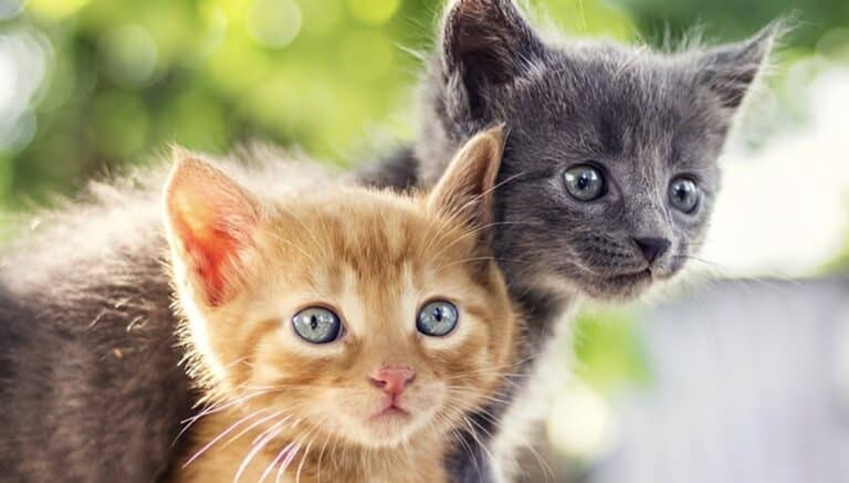 Γάτα και γάλα: Τι ισχύει τελικά και τι να κάνεις αν βρεις μικρό γατάκι