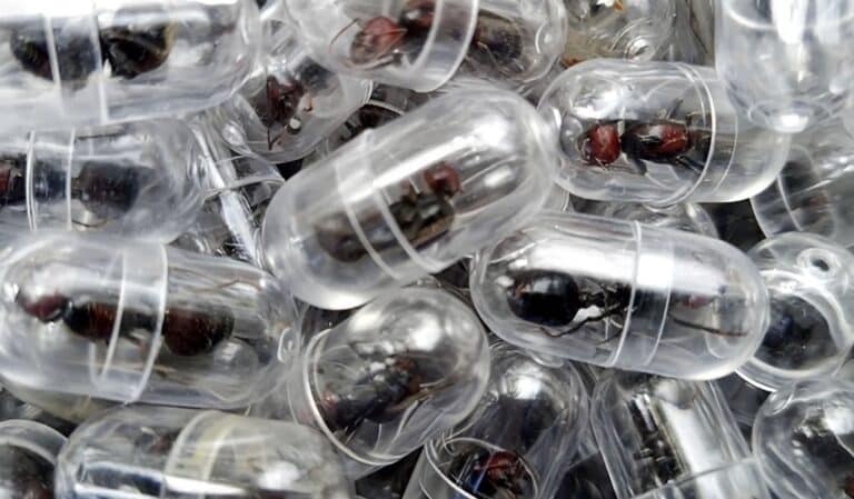 Σύλληψη Κινέζου με 2.238 μυρμήγκια κήπου στο αεροδρόμιο του Ναϊρόμπ