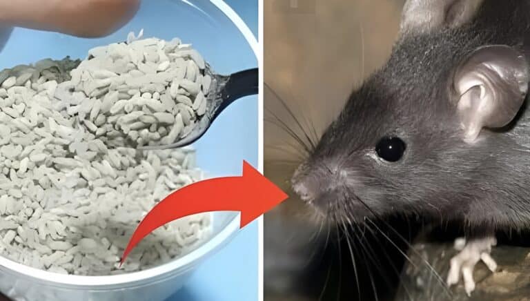 Ένας φυσικός οδηγός για να απομακρύνετε με ασφάλεια τα ποντίκια από το σπίτι σας 