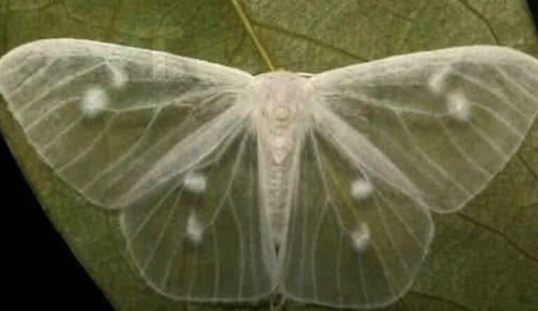 Τι σημαίνει όταν σε επισκέπτεται μια λευκή πεταλούδα; Ο συμβολισμός και οι πεποιθήσεις πίσω από αυτή την περίεργη συνάντηση