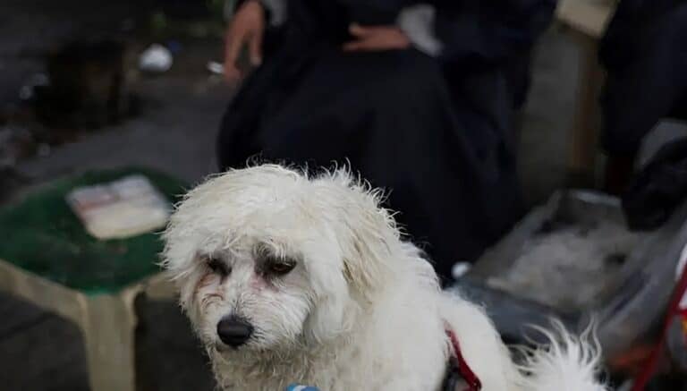 Πτήση επαναπατρισμού Αθήνα-Ντουμπάι από το ΥΠΕΞ για κατοικίδια και τους ιδιοκτήτες τους