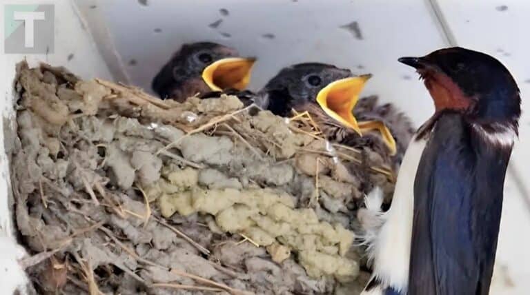 Ένα χελιδόνι έχει φτιάξει τη φωλιά του κάτω από τη στέγη ενός σπιτιού: Tι σημαίνει αυτός ο δημοφιλής οιωνός;