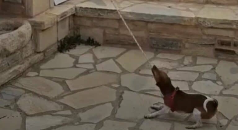 Σκύλος χτυπά καμπάνα εκκλησίας και γίνεται viral