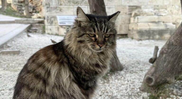 Πέθανε η Λουκία, η πιο δημοφιλής γάτα της Ακρόπολης