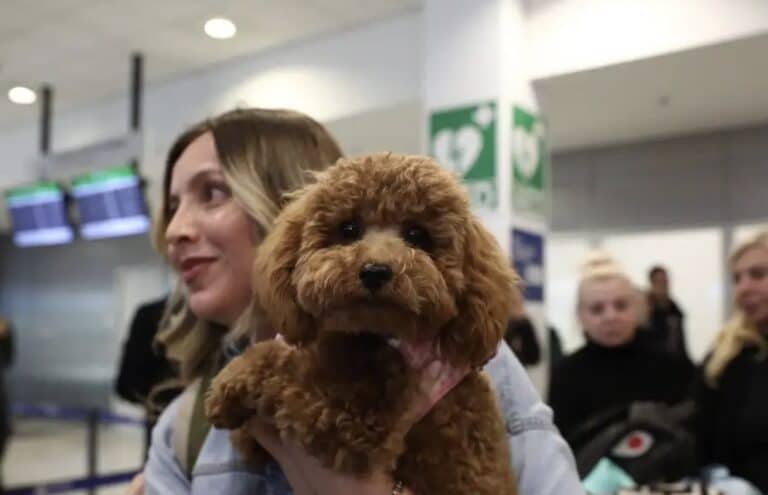 Επαναπατρίστηκαν άλλοι 101 Έλληνες με τα 47 κατοικίδια τους, με ειδική πτήση από τη Μέση Ανατολή