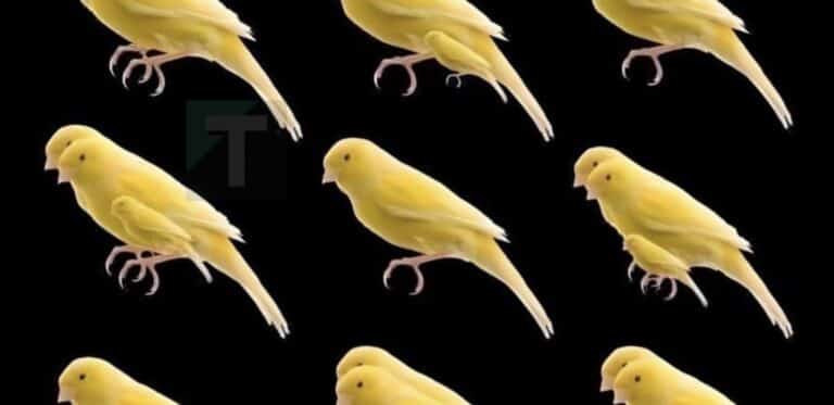 Πόσα πουλιά υπάρχουν σε αυτή την φωτογραφία;