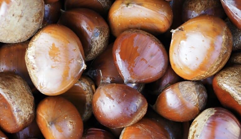 Πώς βγήκε η φράση «δεν χαρίζει κάστανα»